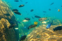 02ML02-IM0202-lake-malawi-safari-1475