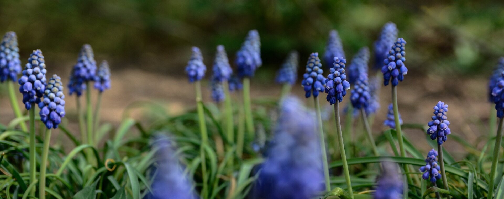 Balaton Partnerségi Napok 2024